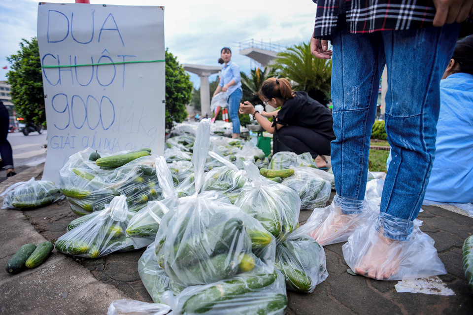 Sinh viên đội mưa giải cứu hàng tấn dưa chuột cho nông dân xứ Nghệ